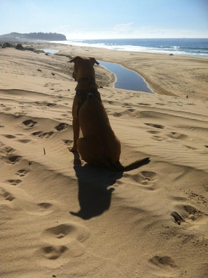Dog Friendly Beach Newcastle Pet Friendly Places Hunter