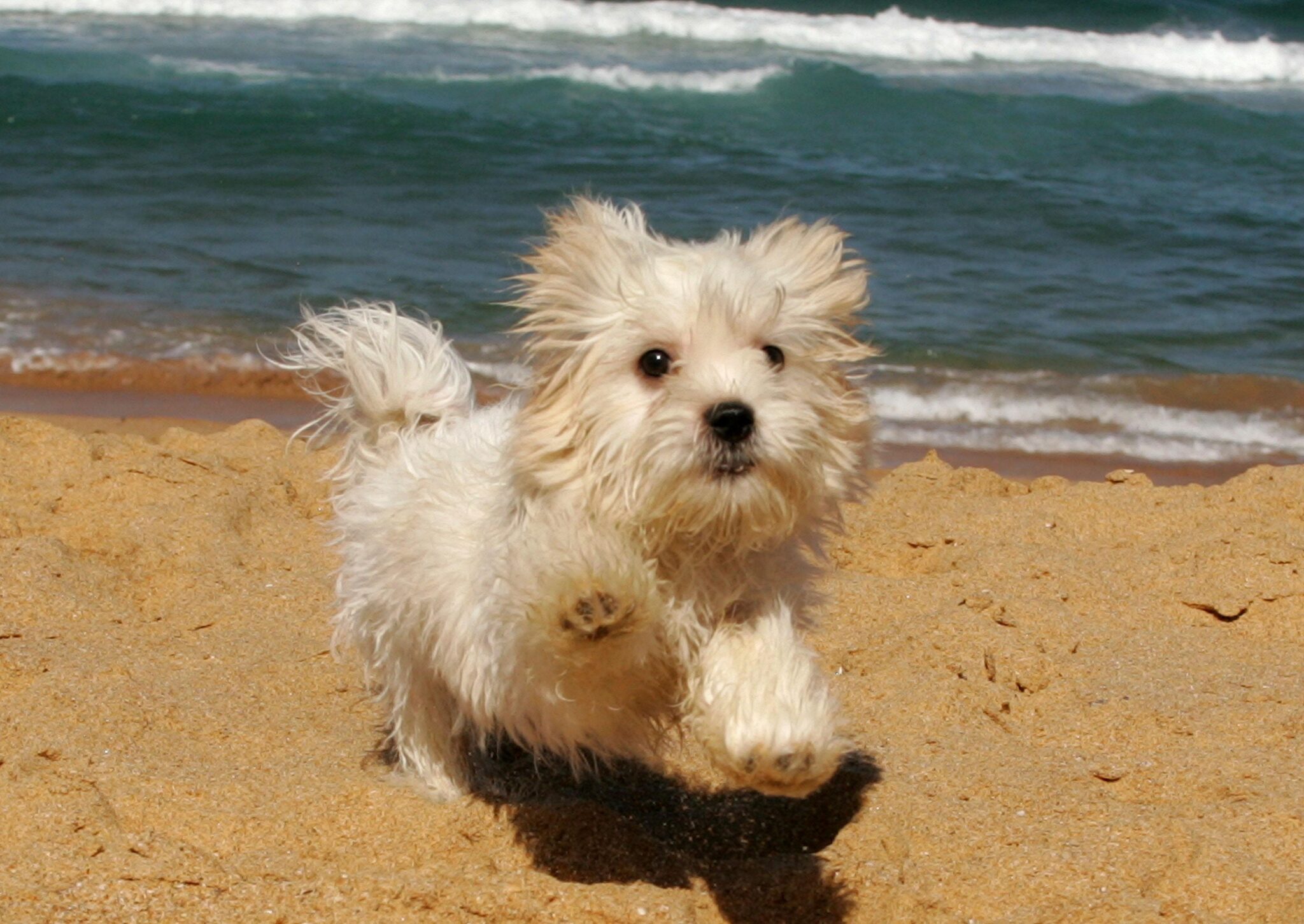 Travelling with pets Queensland