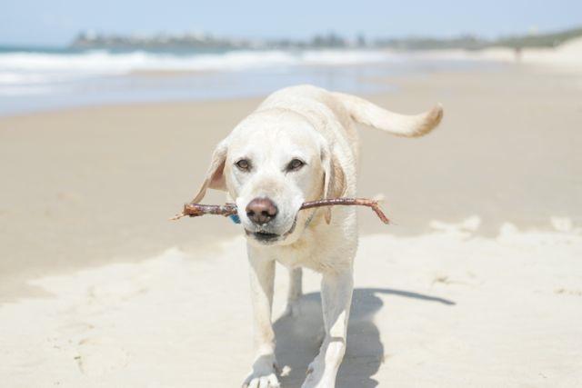 Pet-Friendly Brisbane, Gold Coast & SE Queensland.