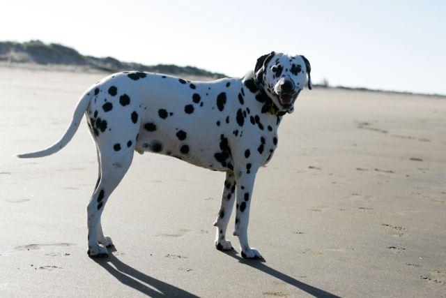 dog friendly beach bowen