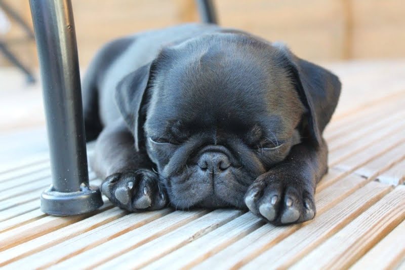 What dog breeds are at risk of flying?