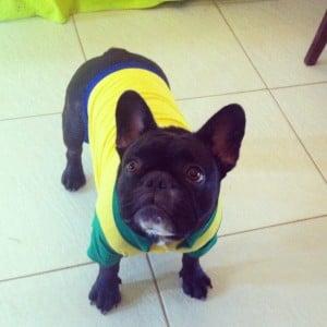world cup pets 2014