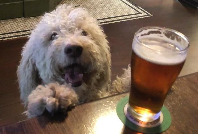 Pet Friendly Pub Sydney