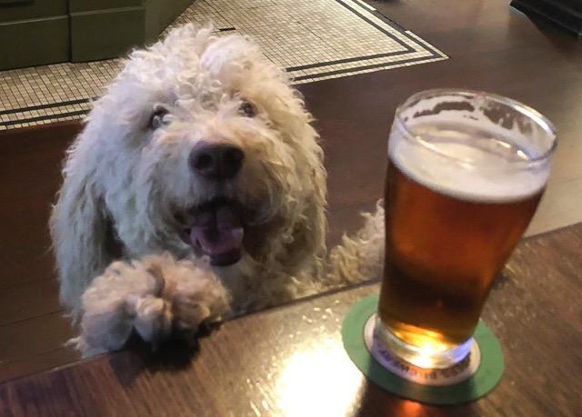 Pet Friendly Pub Sydney