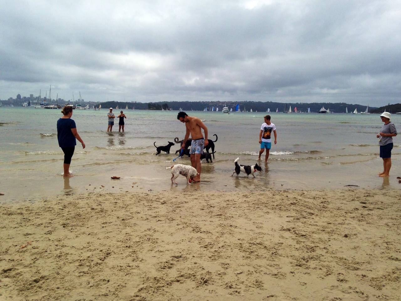 Dog Friendly Beach Rose Bay Pet Friendly