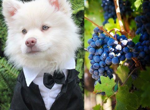 pet friendly vineyard
