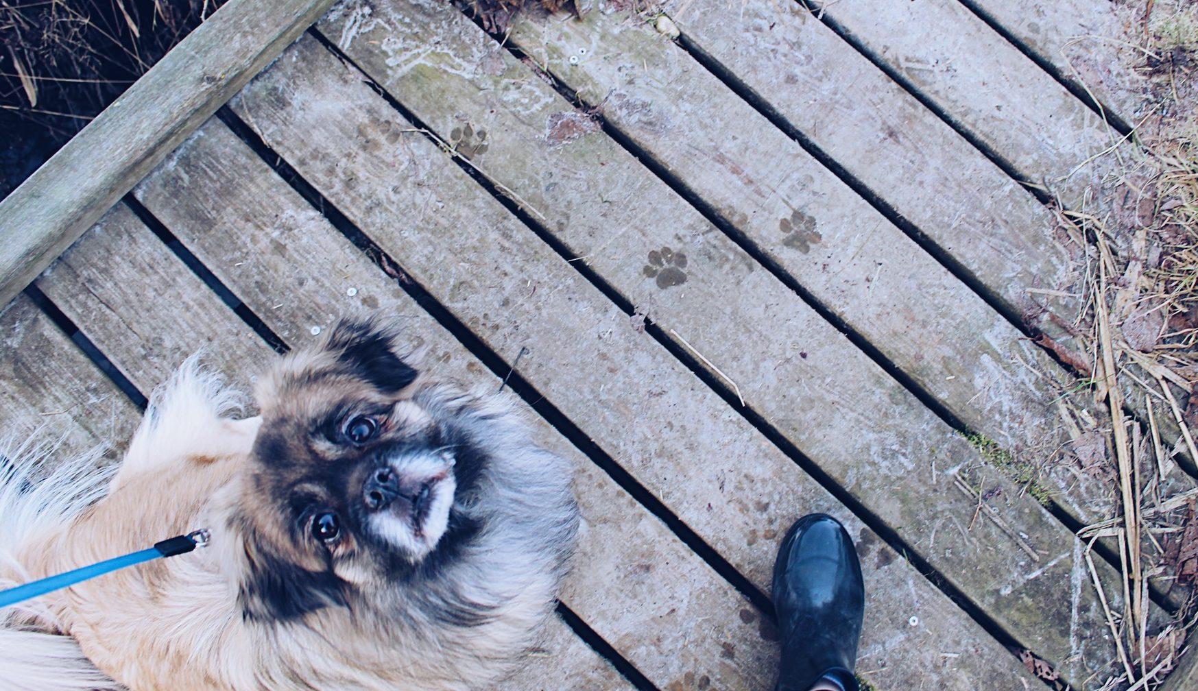 Pet-friendly guidebook
