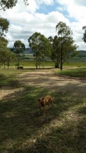 travelling with pets guidebook