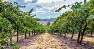 Pet friendly winery Hunter Valley