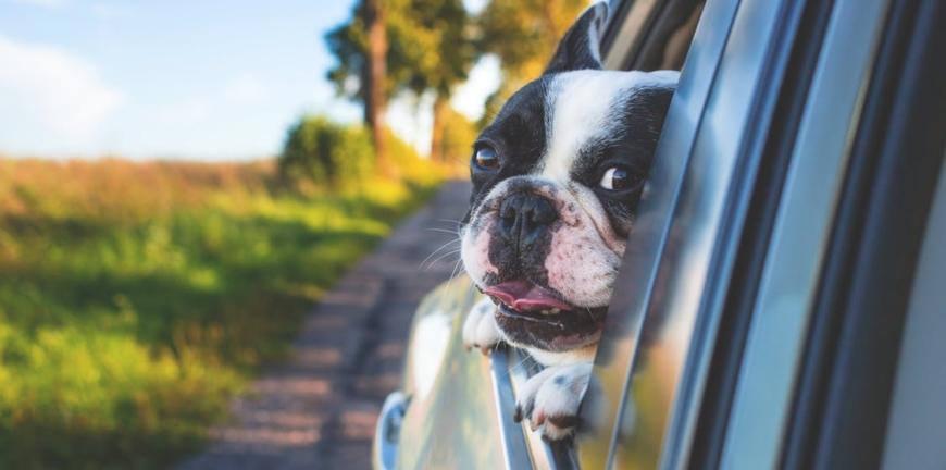 Is Your Dog Driving You Barking Mad In The Car?