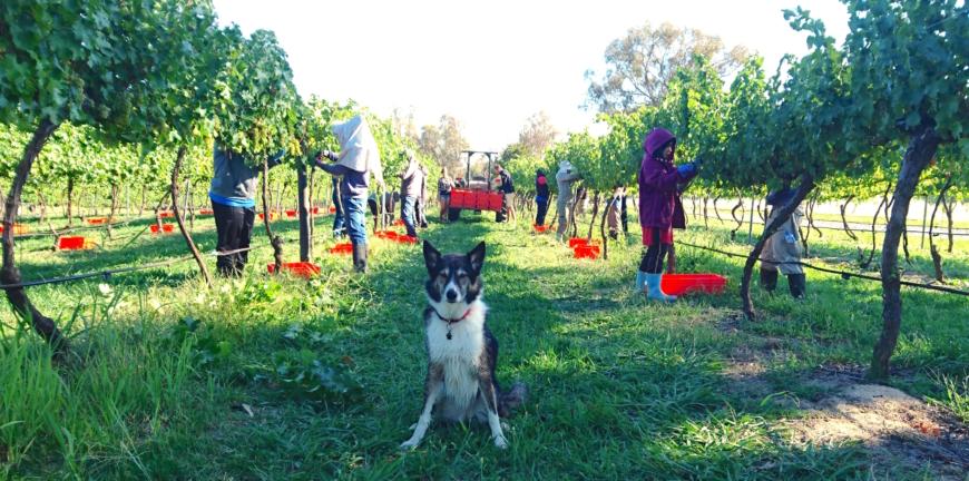 Pet friendly winery ACT