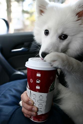 Dog-Friendly Cafes in New South Wales