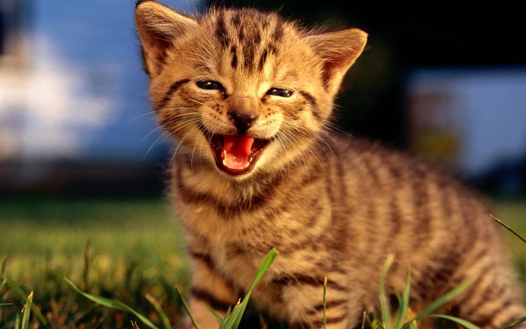 3 Common Health Issues For Your Household Cat