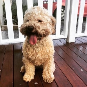 pet friendly NSW