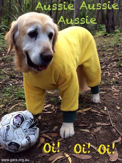 world cup pets