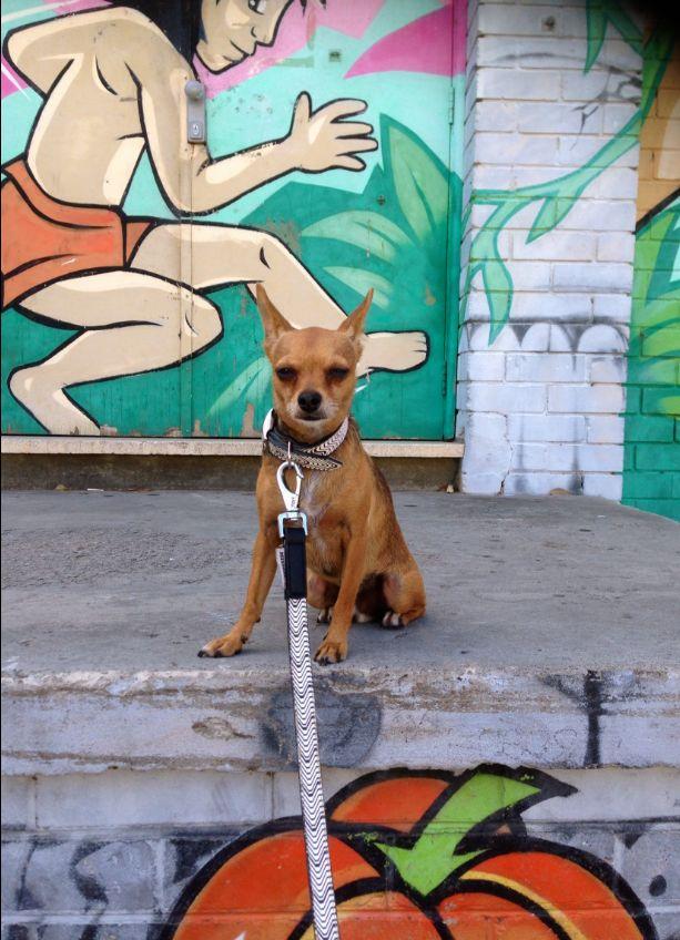 International Chihuahua Day