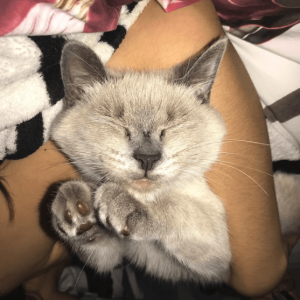 Australia’s Most Huggable Cats