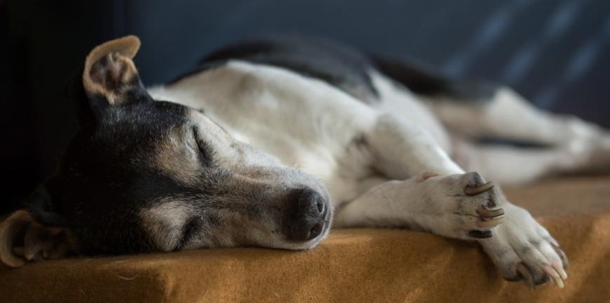 What Happens When You Adopt A Senior Dog?