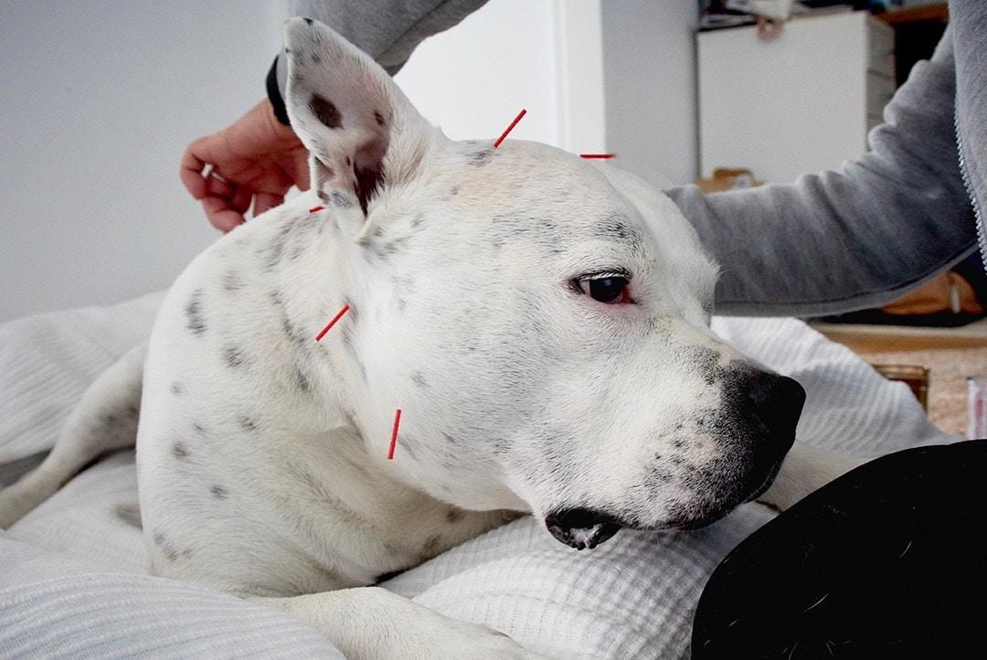 Balanced Dogs