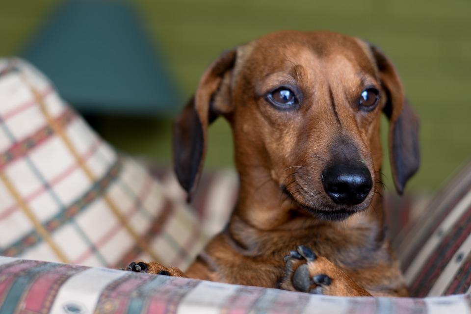 Pet Friendly Accommodation