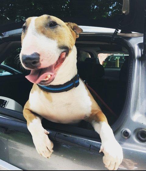 How to Keep your Pets Healthy on the Road