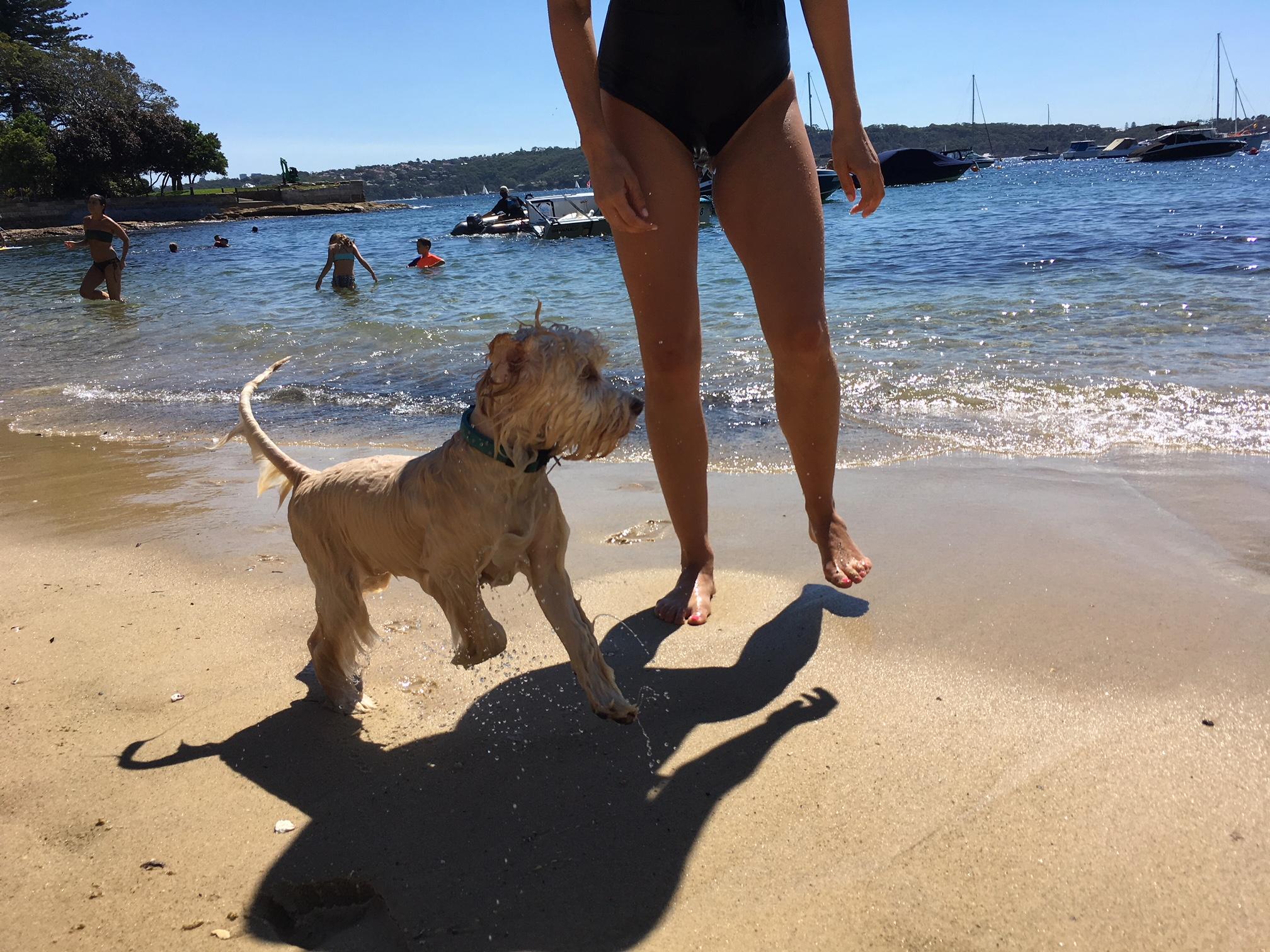 Your Dogs First Holiday: 5 Checklist Essentials32