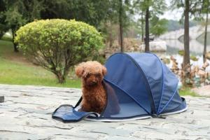 Camping with dogs