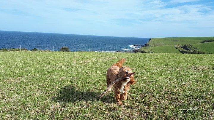 3 dog-friendly road trips outside of Sydney