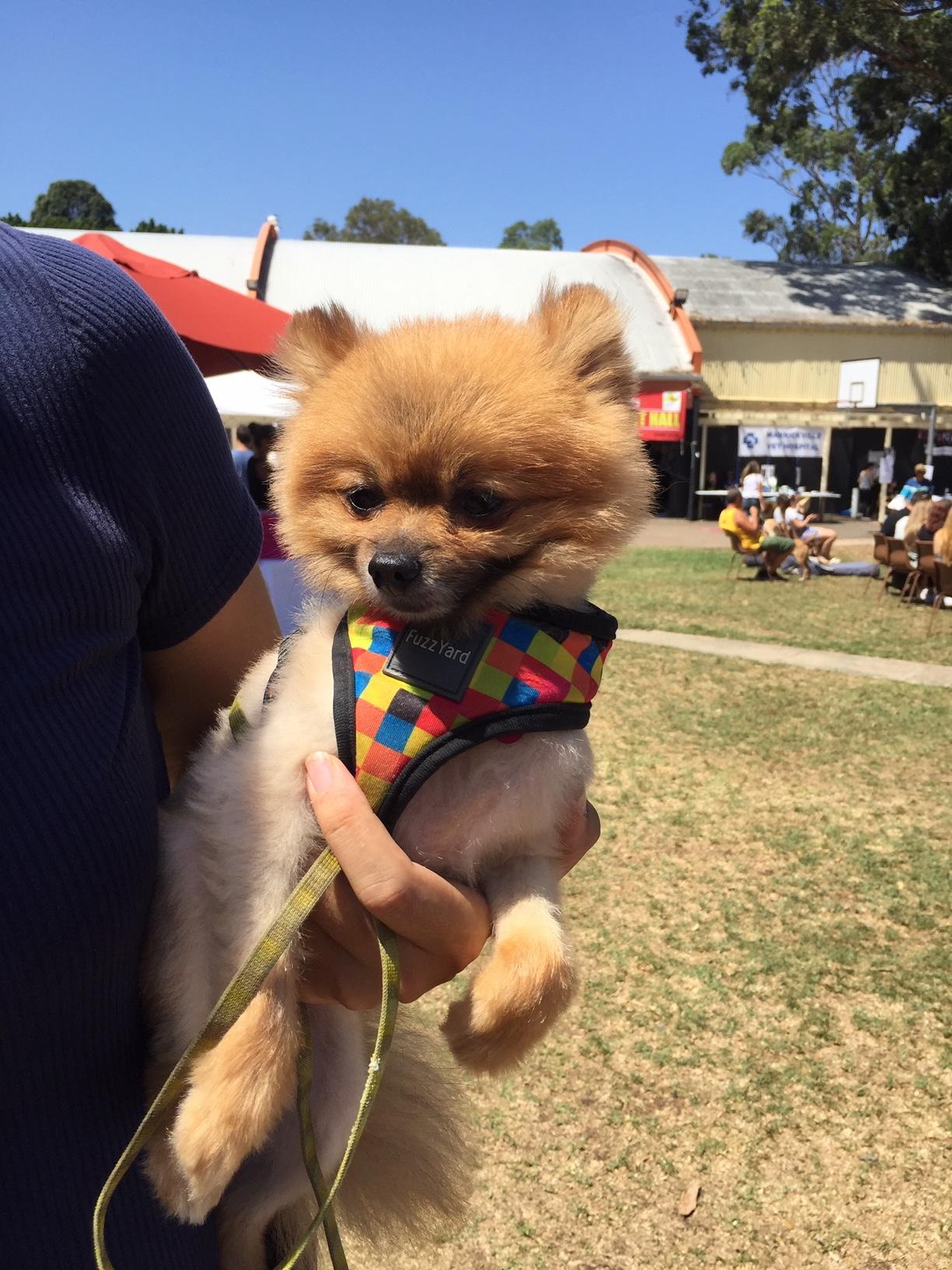 How To Sell Your Pet Products To Animal Lovers