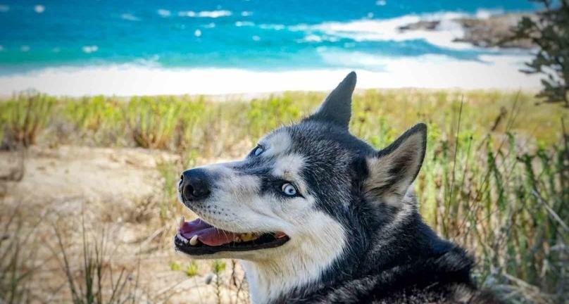 George Bass Coastal Walk for Dogs