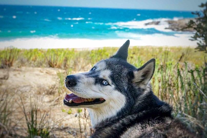 George Bass Coastal Walk for Dogs