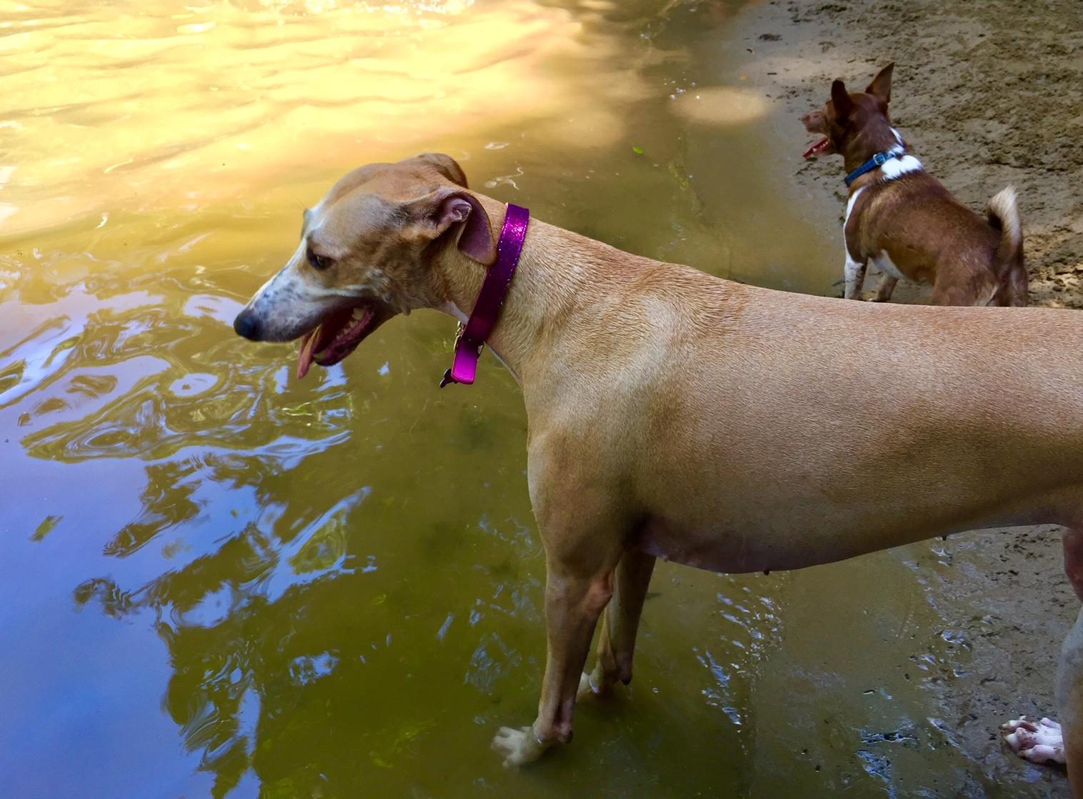 Goomboora Park for Dogs