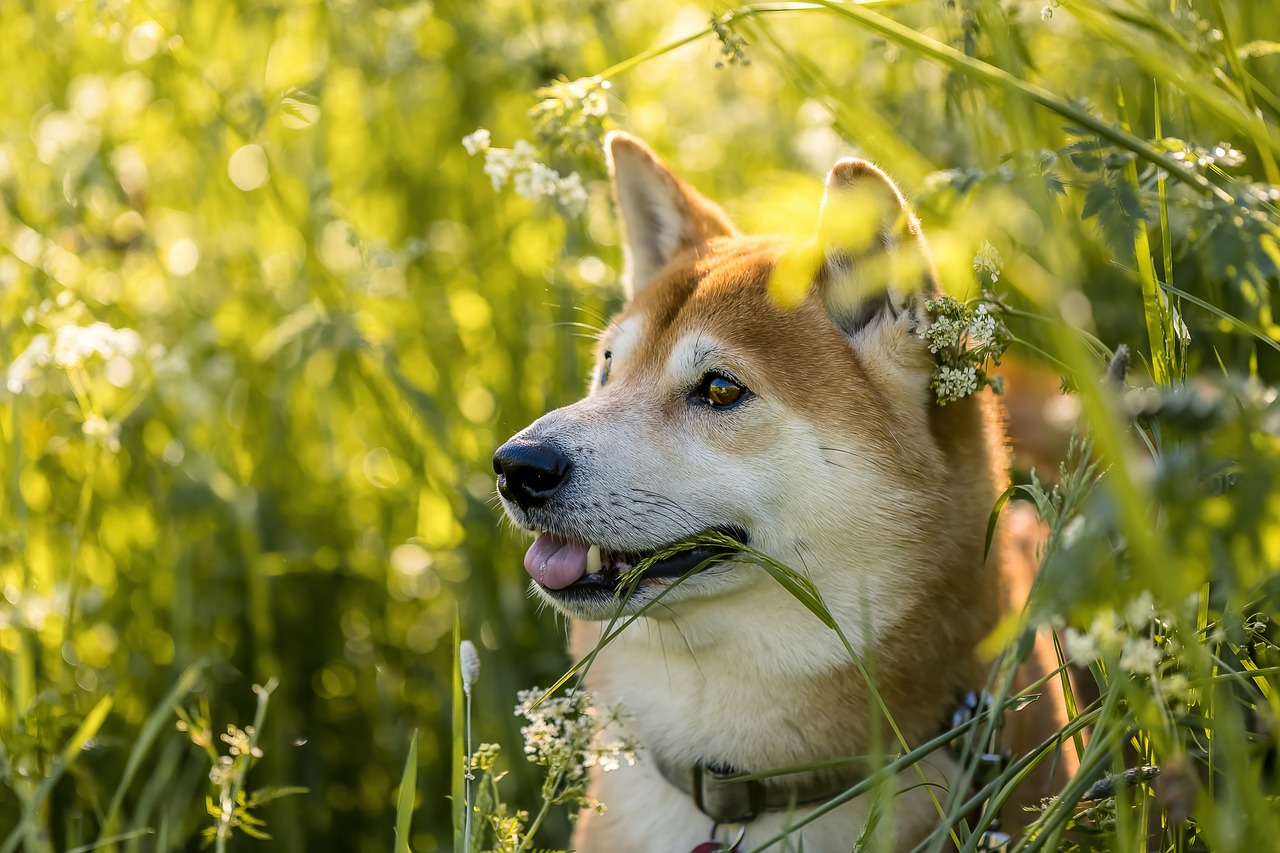 Safety Tips For Camping With Your Dog