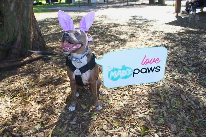 The World’s Largest Easter Egg Hunt for Dogs