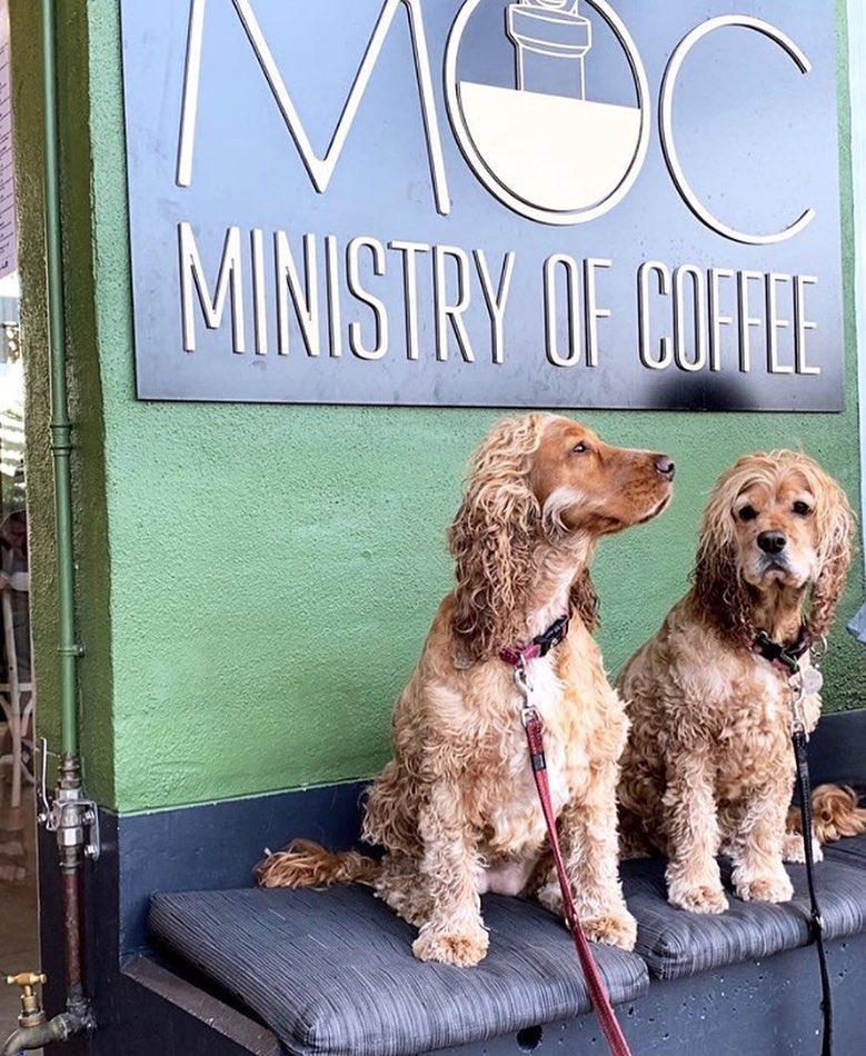 DogFriendly Cafes Near Me Sydney Pet Friendly