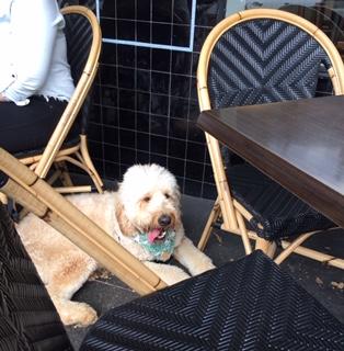 Dog Friendly Cafe Sydney