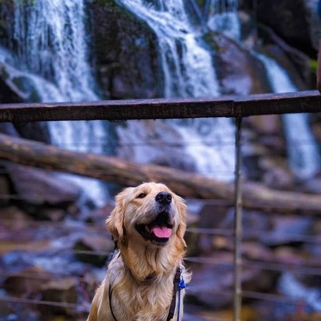 Dog Walks Near Me Melbourne Pet Friendly