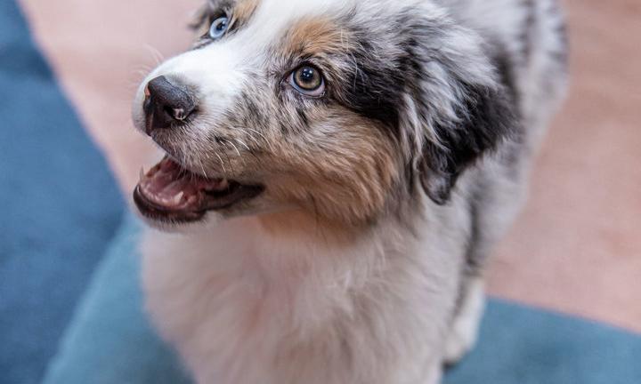 Brisbane dog friendly hotel