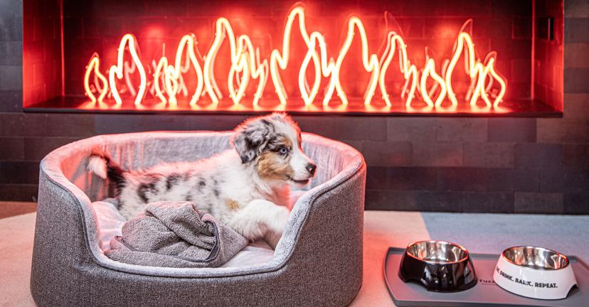 Pet Friendly Hotel Brisbane