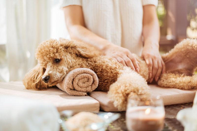 Celebrate International Dog Day With Intercontinental Hotels Group