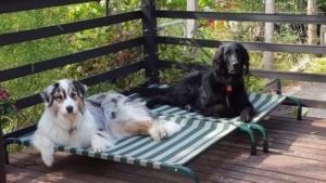 Dog About Days