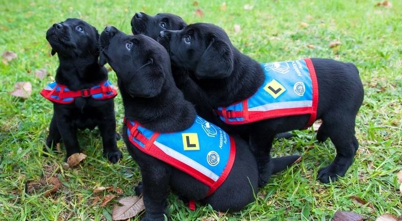 Competition For Assistance Dogs Australia