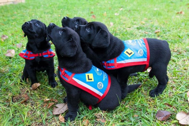 Competition For Assistance Dogs Australia