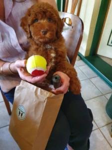 Welcome Pet Happy Customer