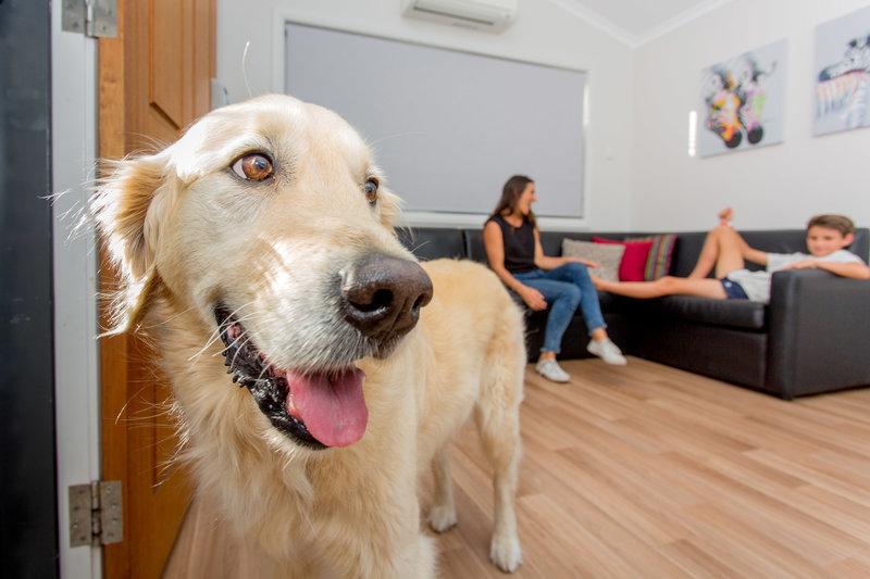 Is Australia Becoming More Pet Friendly?