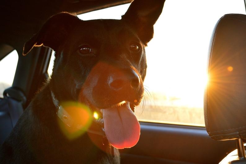 Travelling With Pets Tips and Tricks