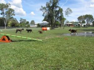 Agility Course Big4