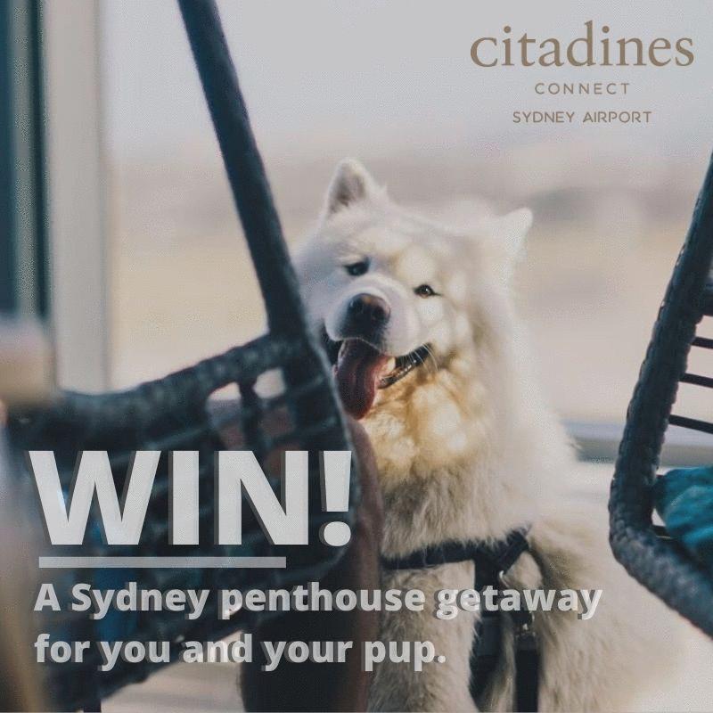 Citadines Connect Sydney Airport Penthouse Pups Package Giveaway