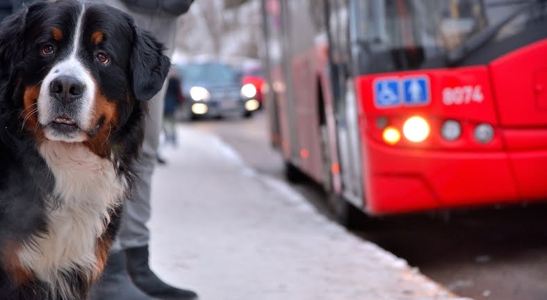 Can I Take My Pet On Public Transport?
