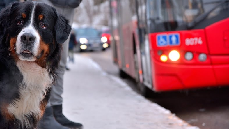 Can I Take My Pet On Public Transport?
